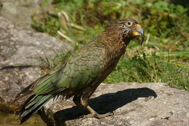 Keas leben ausschließlich in Neuseeland.  | Foto: Foto: Petra Medan / Zoo Heidelberg