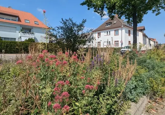 Blühende "Natur-Nah-Dran"-Fläche an der Friedrichsfelder Straße in Edingen-Neckarhausen Ende Juli 2026. | Foto: Jasmin Weishäupl