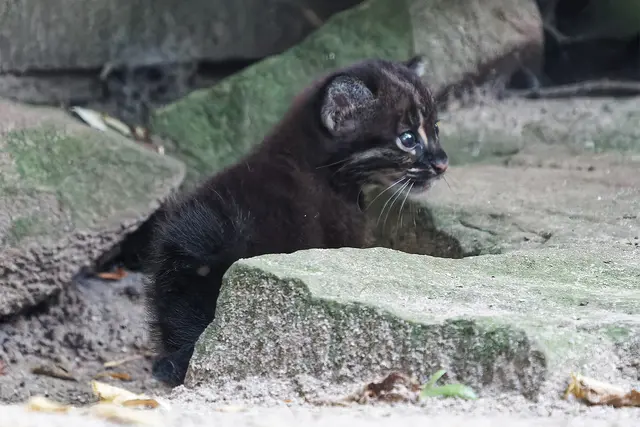 Das erste Foto des kleinen Jungtiers.  | Foto: Foto: Zoo Heidelberg