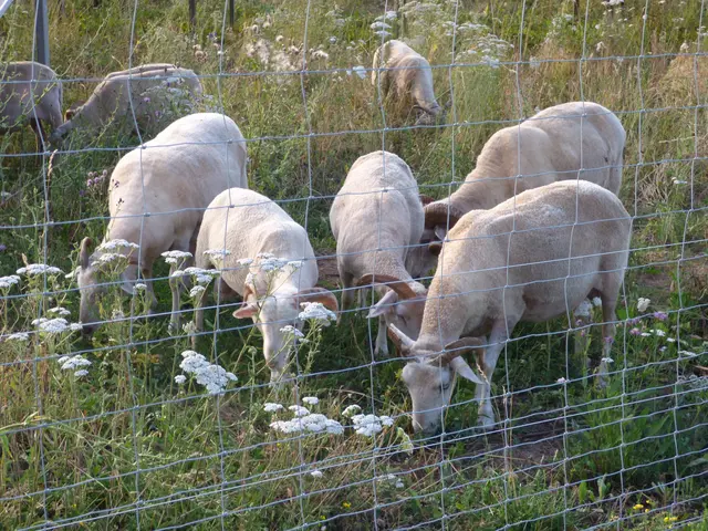 Schafbeweidung  | Foto: Ökostromer Edingen-Neckarhausen