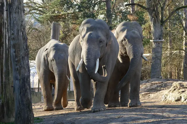 Die aktuellen Jungbullen im Zoo Heidelberg: Minh-Tan, Ludwig und Namsai.  | Foto: Foto: Petra Medan / Zoo Heidelberg