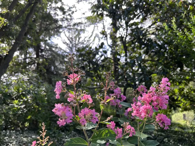 Lagerstroemienblüte im Luisenpark | Foto: zg