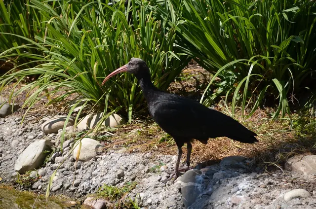 Ein junger Waldrapp. | Foto: Stadtpark
