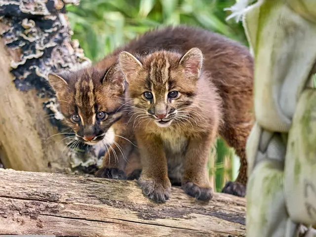 Junge Goldkatzen sind sehr neugierig. | Foto: zg