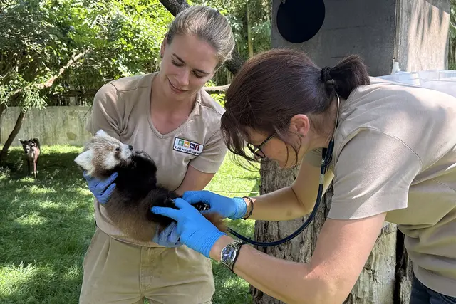 Während der Untersuchung wurde das Geschlecht des jungen Pandas kontrolliert: Es ist ein Männchen. | Foto: Zoo Heidelberg