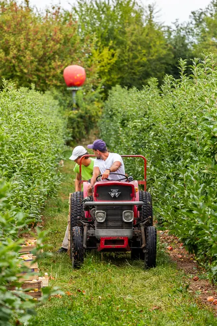 Apfelernte ist Handarbeit. Tatsächlich kommen neben dem Traktor keinerlei Maschinen zum Einsatz. 