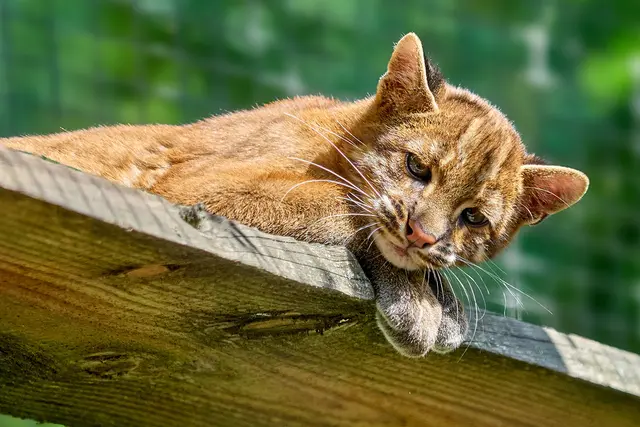 Die Goldkatzen sind in der Dämmerung oft aktiv.  | Foto: Foto: Peter Bastian / Zoo Heidelberg