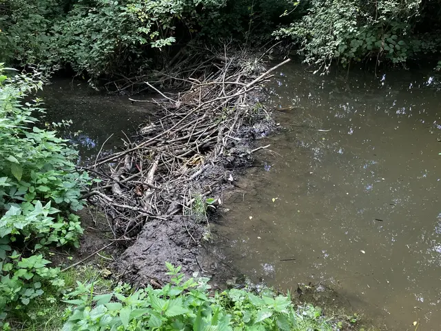 Zwei Situationen zu gleicher Zeit: Viel Wasser im oberen Losgraben - der Biber hält es auf, in seinem Lauf. | Foto: Michael Janke