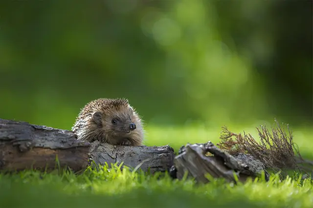 copyright: NABU / Andreas Bobanac