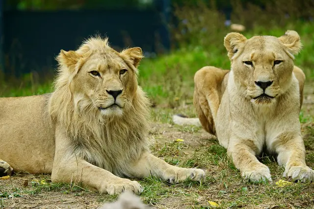 Sohn Nouri und Mutter Binta  | Foto: Foto: Zoo Heidelberg / Angie Karrer