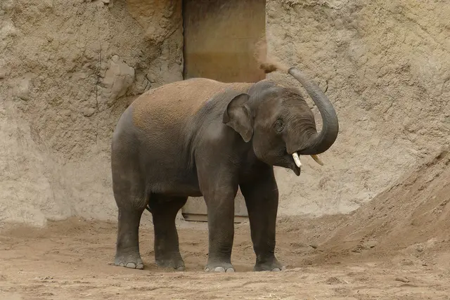 Vinh ist das jüngste Mitglied der Heidelberger Jungbullengruppe. | Foto: Petra Medan / Zoo Heidelberg