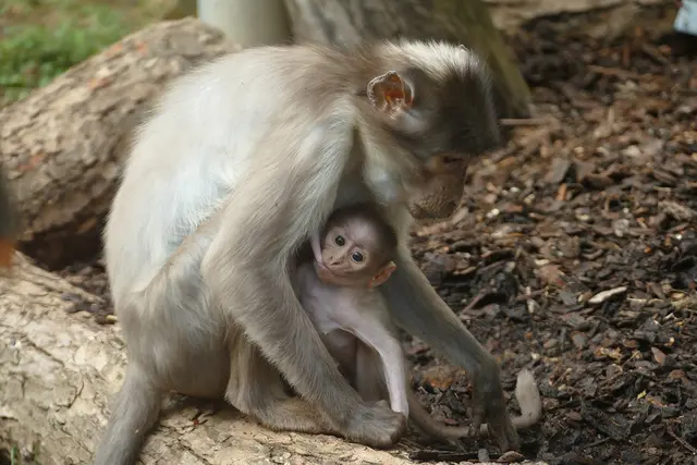 Der Nachwuchs ist das dritte Jungtier der Mutter. | Foto: Petra Medan / Zoo Heidelberg